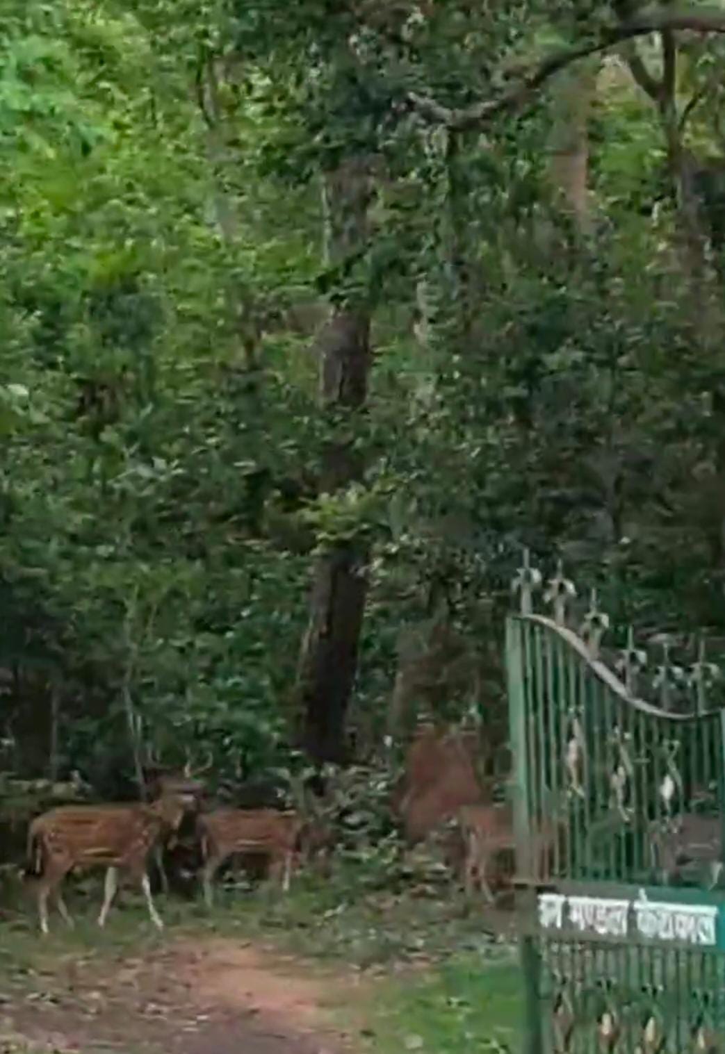 केशकाल घाट में नजर आया हिरणों का झुंड, फूलों की घाटी की सुंदरता और निखरी