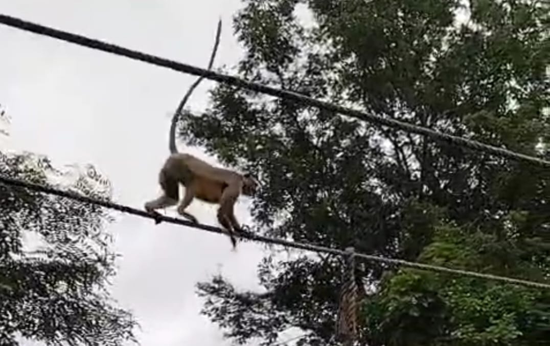 बंदरों की कमांडो ट्रेनिंग, जवानों की बंदरों ने उतारी नकल , खूब वायरल हो रहा वीडियो