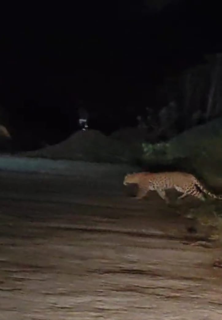 तेंदुआ ,भालू और हाथी जानिए किस जिले को लोग कहने लगे जंगल सफारी