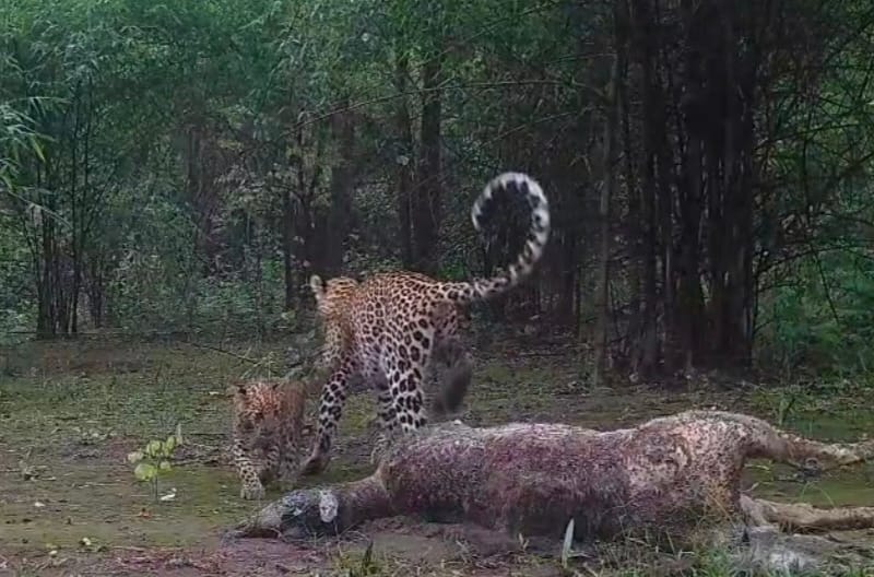 सीतानदी टाइगर रिजर्व से आई सुंदर तस्वीर, मादा तेंदुए के साथ खेलते दिखे शावक 