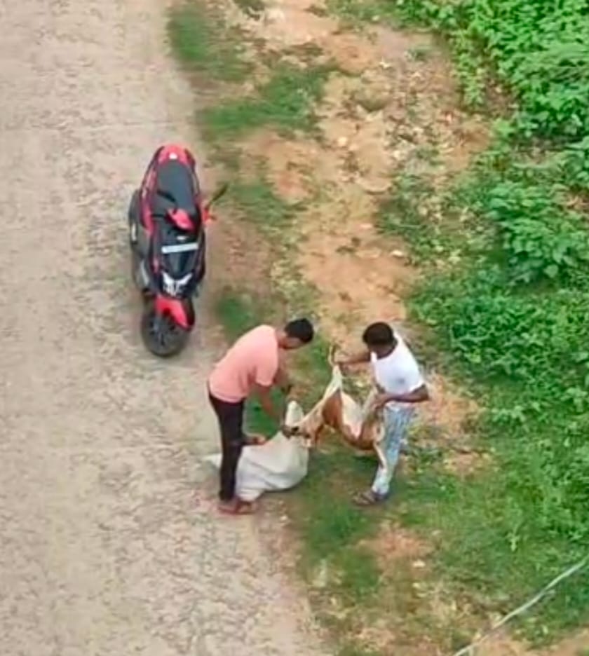 बेजुबानों पर किसने चलाई गोली, सच और अफवाह के बीच उलझी कहानी, पुलिस पर उठे सवाल