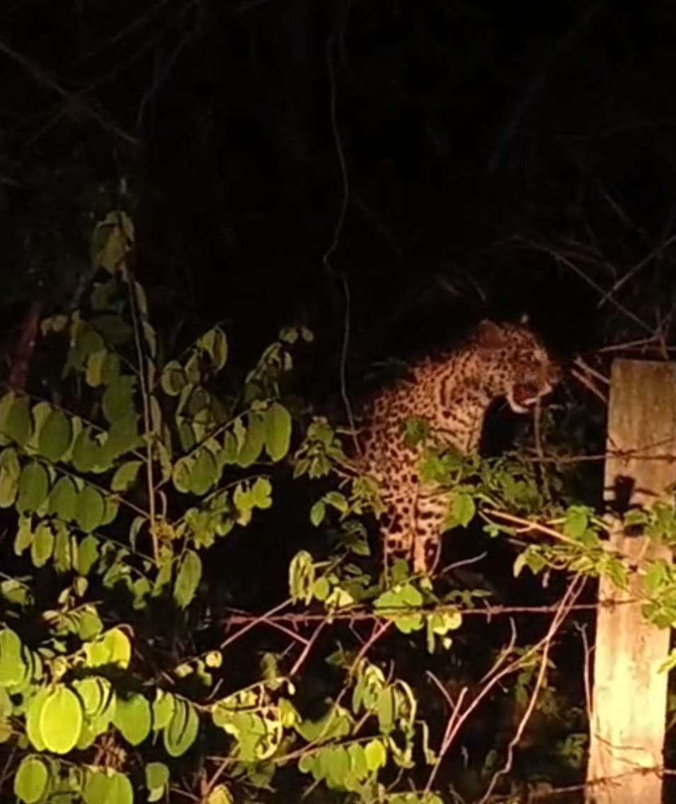 गांव से लेकर शहर तक तेंदुए की दहशत, कांकेर जिले में तेंदुए ने मचाया आतंक