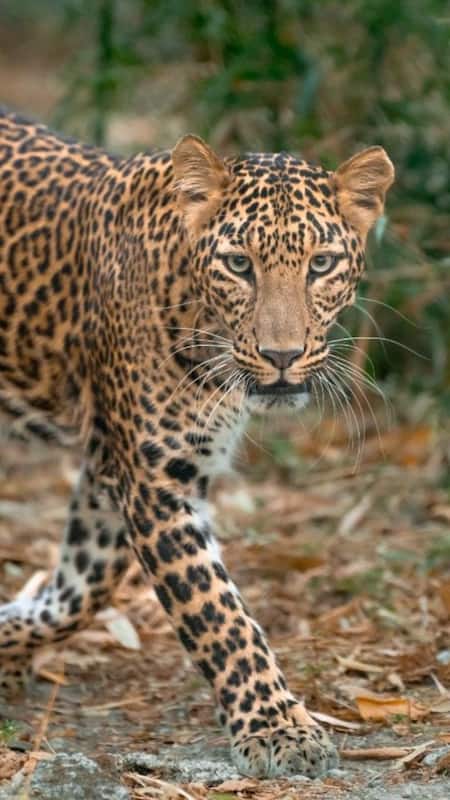 फिर तेंदुए की आमद, शहर से लेकर गांव तक तेंदुए की दहशत,घरों से निकलने में डर रहे लोग